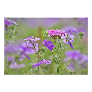 Close-up of Drummond Phlox, Phlox drummondi, 2 Photo Print