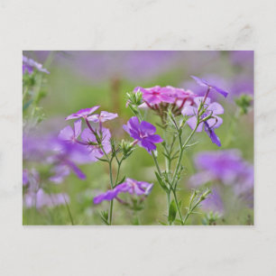 Close-up of Drummond Phlox, Phlox drummondi, 2 Postcard