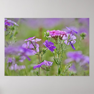 Close-up of Drummond Phlox, Phlox drummondi, 2 Poster
