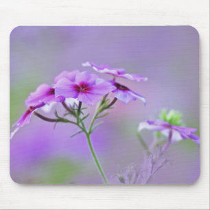 Close-up of Drummond Phlox, Phlox drummondi, Mouse Mat