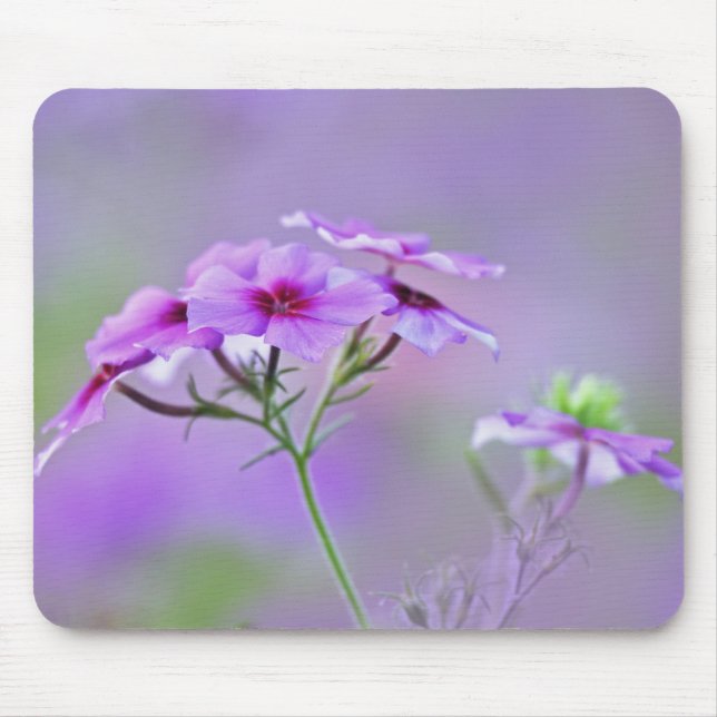 Close-up of Drummond Phlox, Phlox drummondi, Mouse Mat (Front)