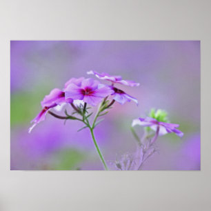 Close-up of Drummond Phlox, Phlox drummondi, Poster
