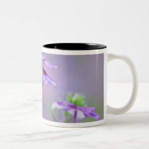 Close-up of Drummond Phlox, Phlox drummondi, Two-Tone Coffee Mug