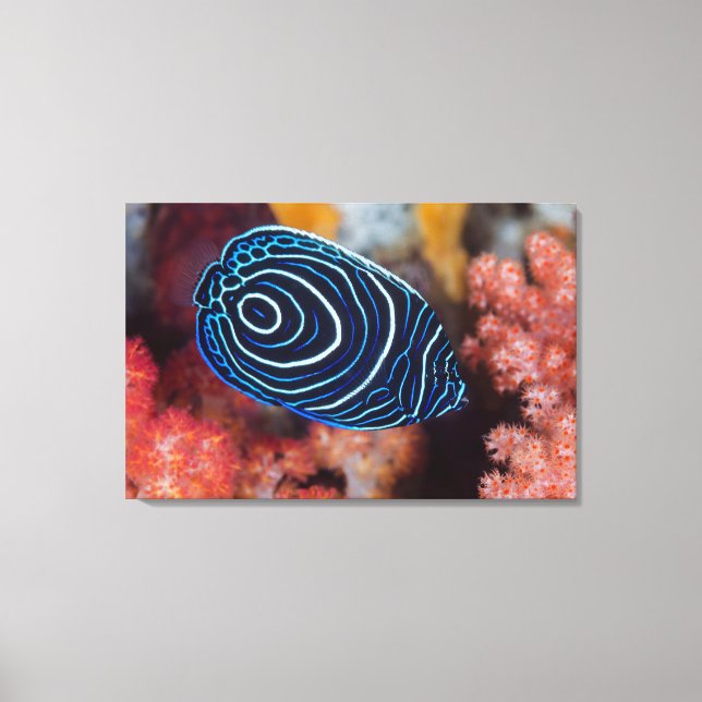 Close-up of Emperor Angelfish Canvas Print (Front)