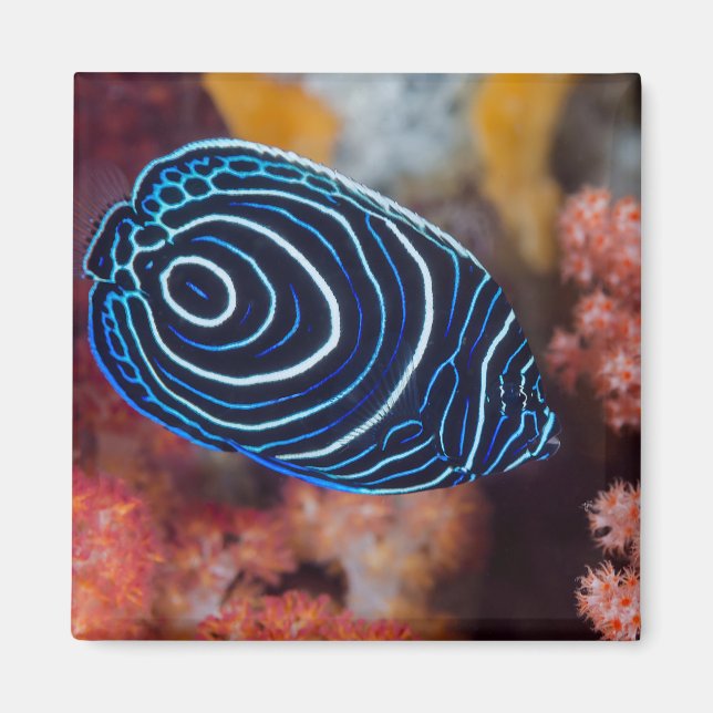 Close-up of Emperor Angelfish Magnet (Front)