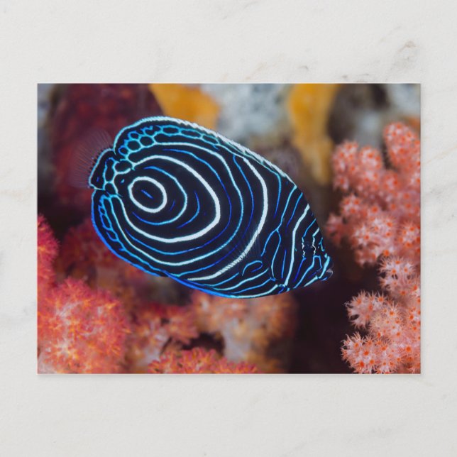 Close-up of Emperor Angelfish Postcard (Front)