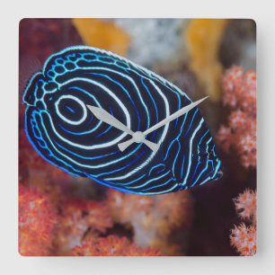 Close-up of Emperor Angelfish Square Wall Clock