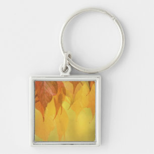 Close-up of Fall Leaves on a Branch Key Ring