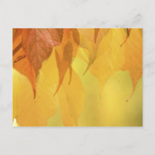 Close-up of Fall Leaves on a Branch Postcard