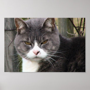 Close-Up Of Fat Black Tabby Cat With Brown Eyes Poster