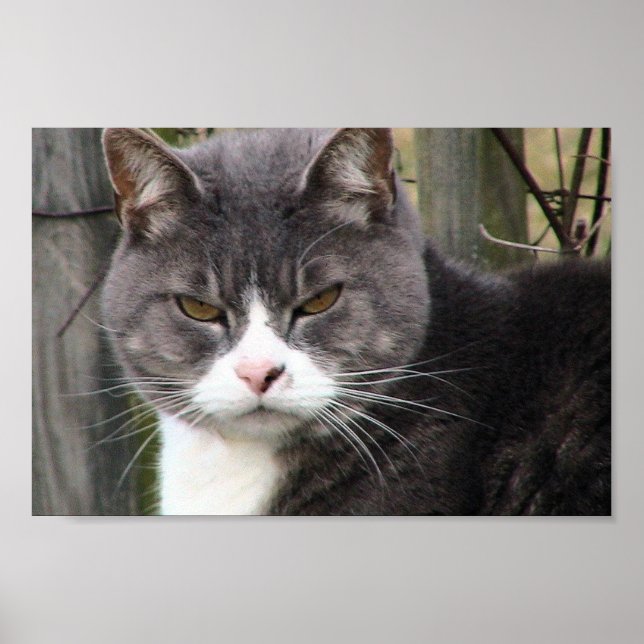 Close-Up Of Fat Black Tabby Cat With Brown Eyes Poster (Front)