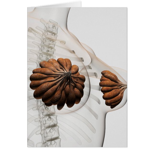 Close-Up Of  Female Mammary Glands (Front)