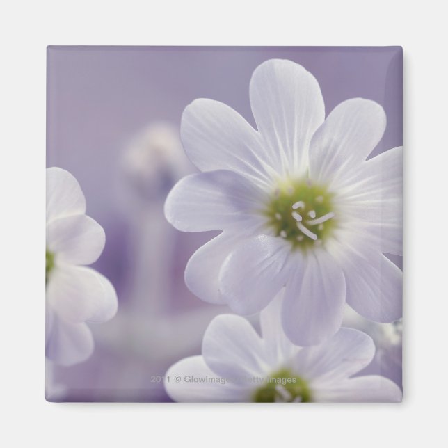 Close-up of flowers 2 magnet (Front)