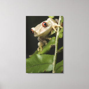 Close up of Forest Tree Frog (Leptopelis Canvas Print