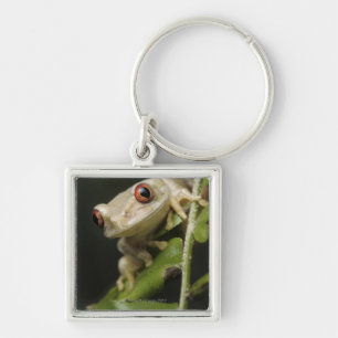 Close up of Forest Tree Frog (Leptopelis Key Ring