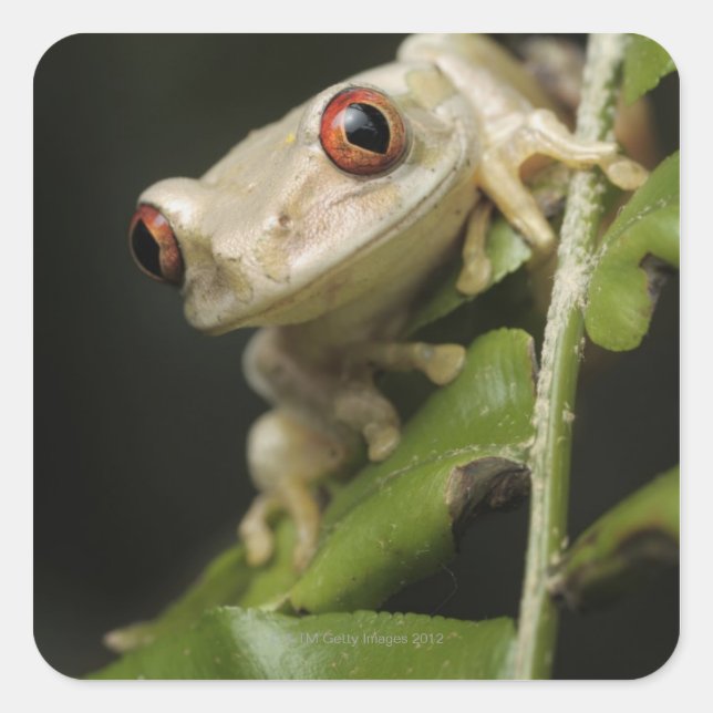 Close up of Forest Tree Frog (Leptopelis Square Sticker (Front)