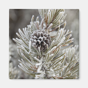 Close-up of frozen pine cone, Yellowstone Magnet