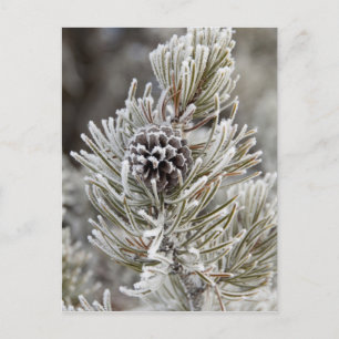 Close-up of frozen pine cone, Yellowstone Postcard