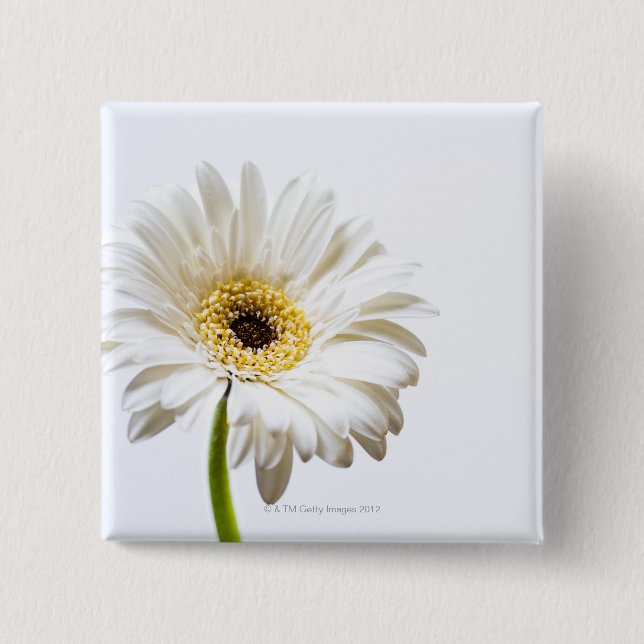 Close up of Gerbera flower head 15 Cm Square Badge (Front)