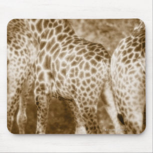 Close-Up of Giraffes Kruger National Park South Mouse Mat