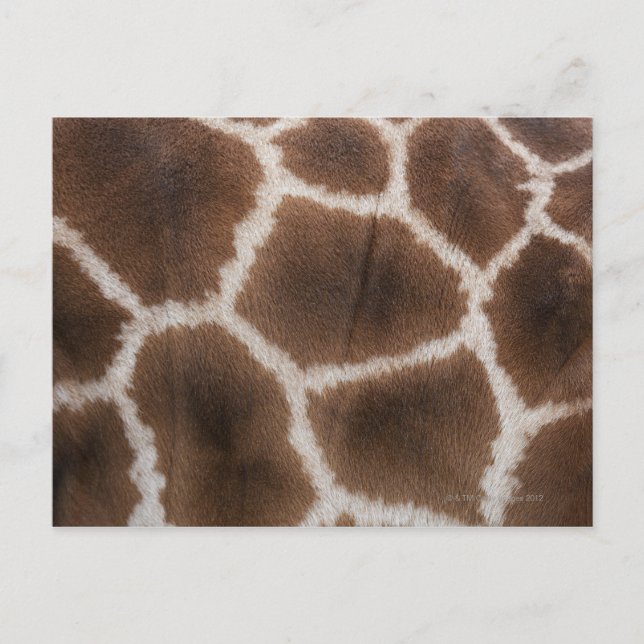 Close up of Giraffes Skin Postcard (Front)