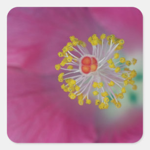 Close-up of Hibiscus flower stamen, Hibiscus Square Sticker