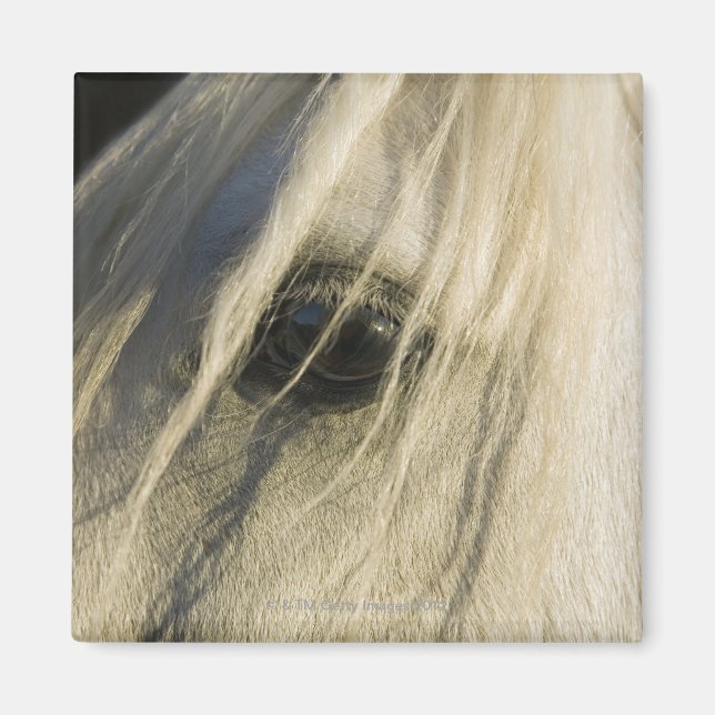 Close-up of Horse eye Magnet (Front)