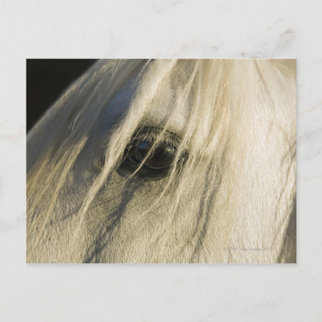 Close-up of Horse eye Postcard (Front)
