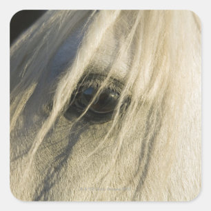 Close-up of Horse eye Square Sticker