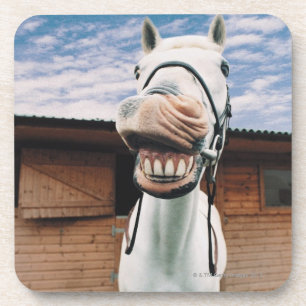 Close-up of Horse with Mouth Open Coaster