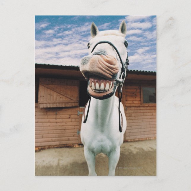 Close-up of Horse with Mouth Open Postcard (Front)