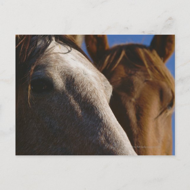Close Up of Horses Postcard (Front)