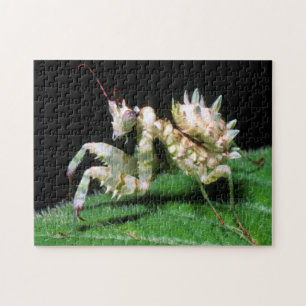 Close-Up Of Hottentot Mantis Jigsaw Puzzle