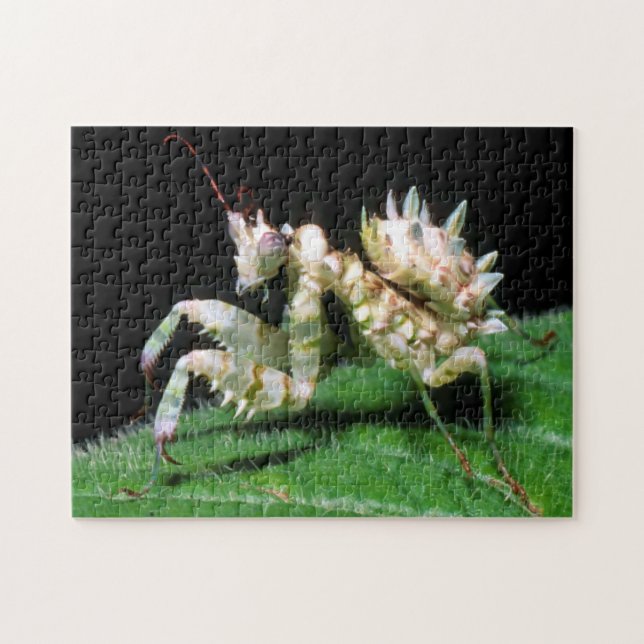 Close-Up Of Hottentot Mantis Jigsaw Puzzle (Horizontal)