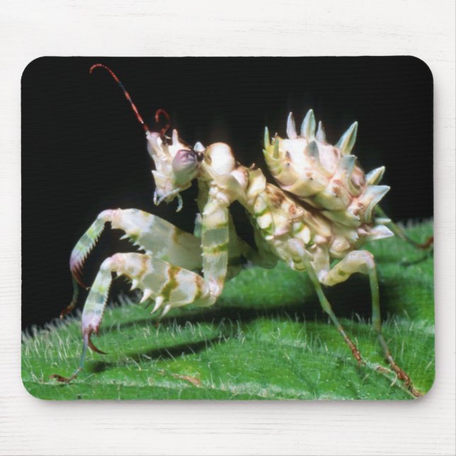 Close-Up Of Hottentot Mantis Mouse Mat (Front)