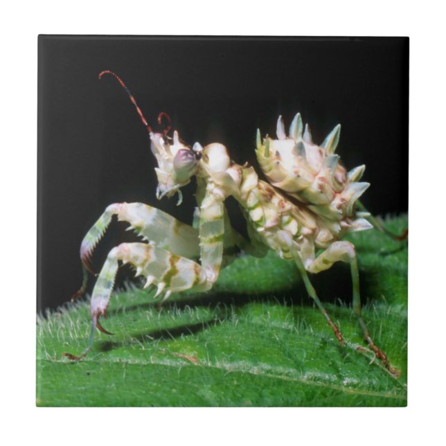 Close-Up Of Hottentot Mantis Tile (Front)