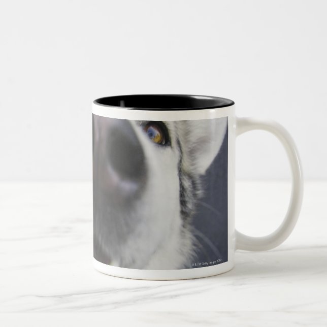 Close-up of husky's nose Two-Tone coffee mug (Right)