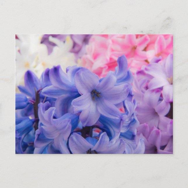 Close-up of Hyacinth plant Postcard (Front)