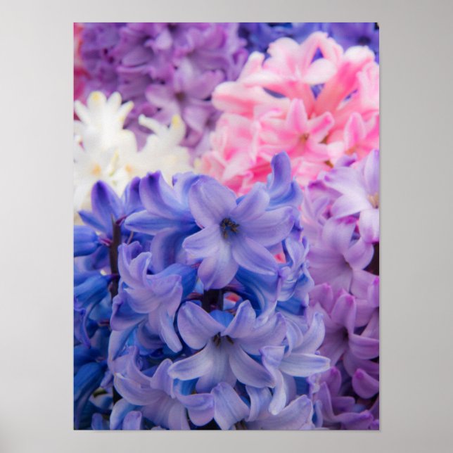 Close-up of Hyacinth plant Poster (Front)