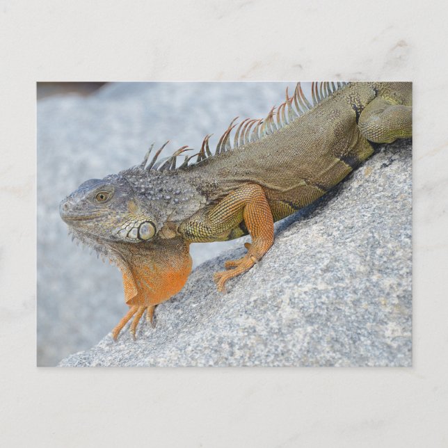 Close-up of iguana in Key West Florida Postcard (Front)