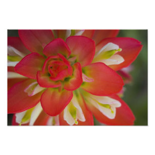Close-up of Indian Paint Brush near Gay Hill, Photo Print