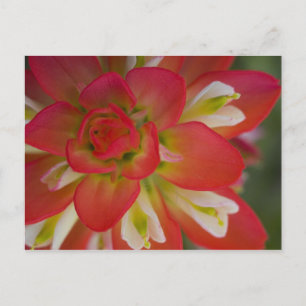 Close-up of Indian Paint Brush near Gay Hill, Postcard