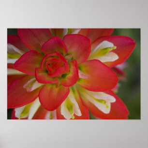 Close-up of Indian Paint Brush near Gay Hill, Poster
