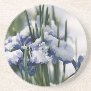 Close-up of Iris Coaster