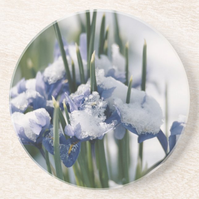 Close-up of Iris Coaster (Front)