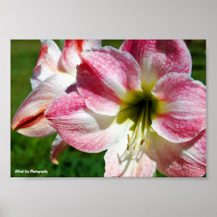 Close up of Jersey lily Poster