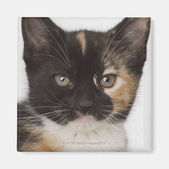 Close up of kitten magnet (Front)