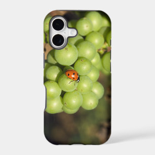 Close up of lady bug on green Pinot Noir grapes