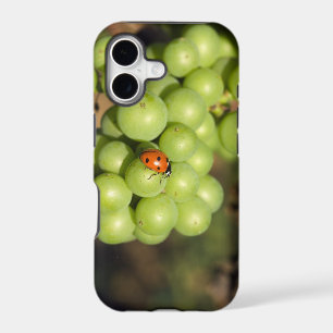 Close up of lady bug on green Pinot Noir grapes