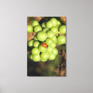 Close up of lady bug on green Pinot Noir grapes Canvas Print
